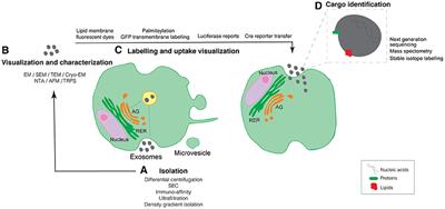 Technical Advances to Study Extracellular Vesicles